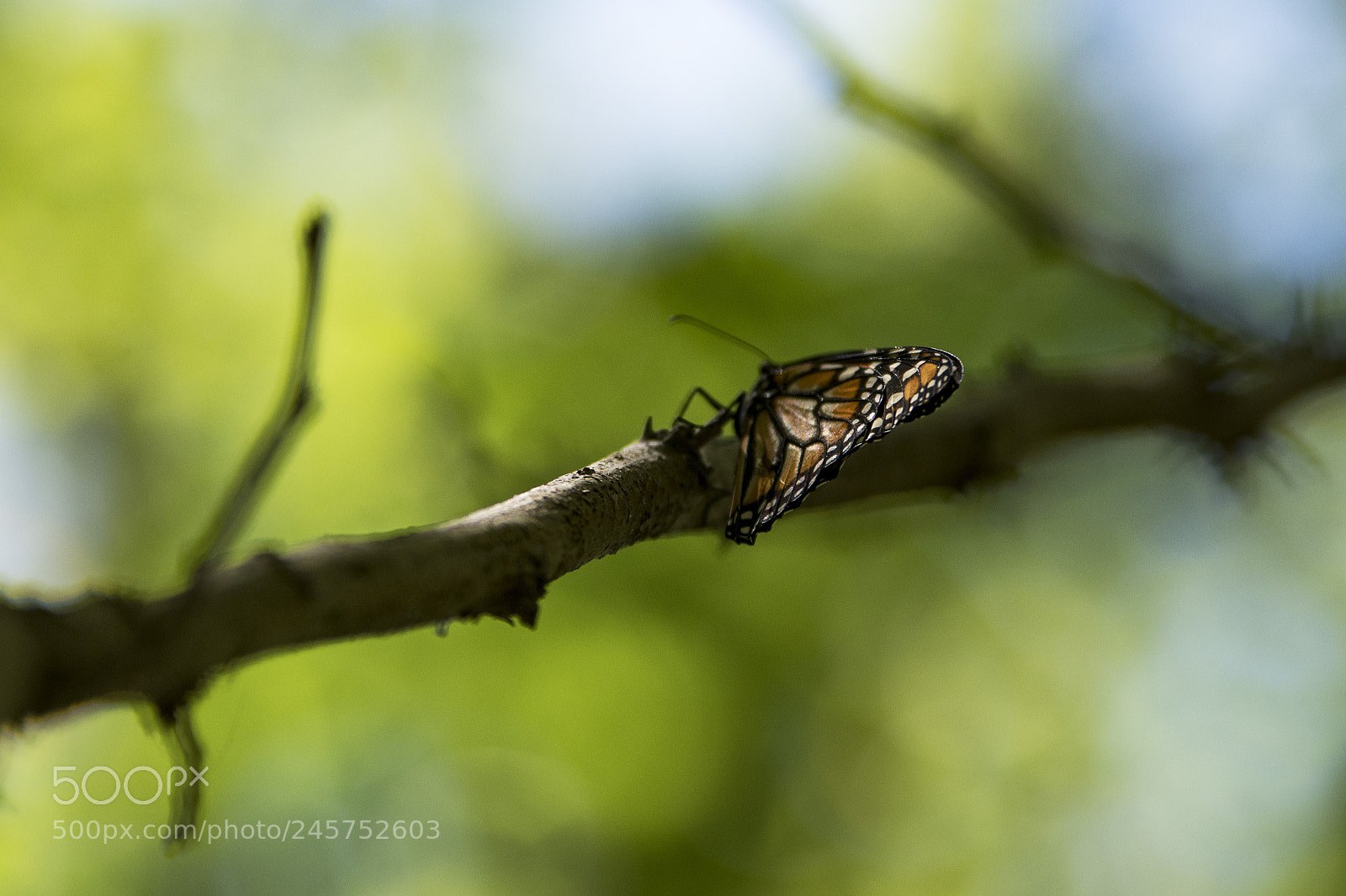 Nikon D7200 sample photo. Butterfly photography