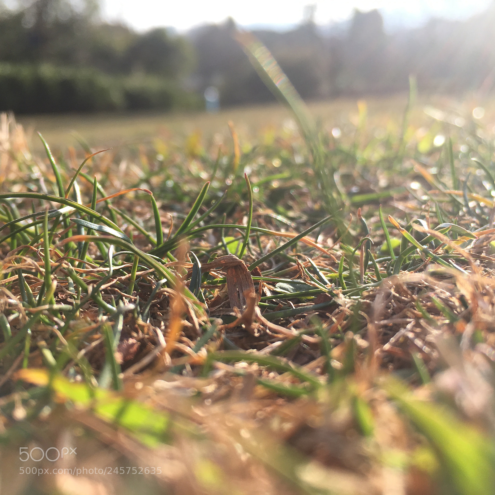 Apple iPhone SE sample photo. Untitled photography