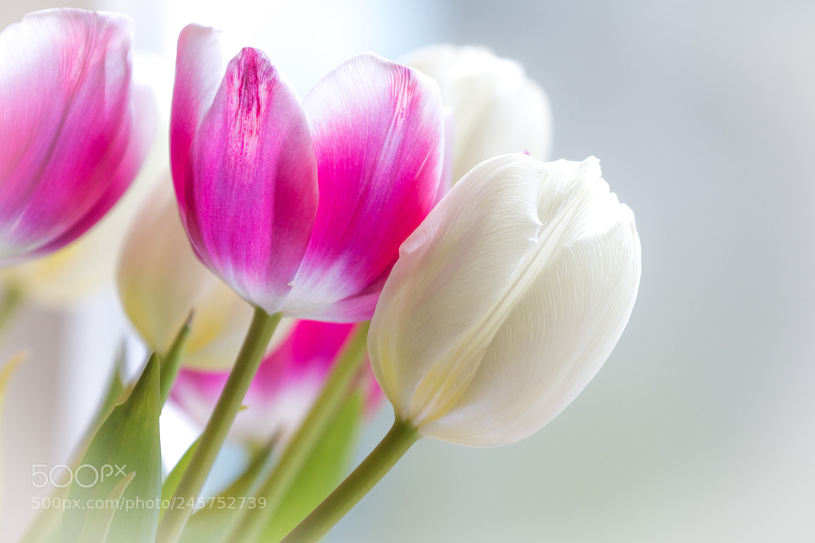 Canon EOS 700D (EOS Rebel T5i / EOS Kiss X7i) sample photo. Softly softly photography