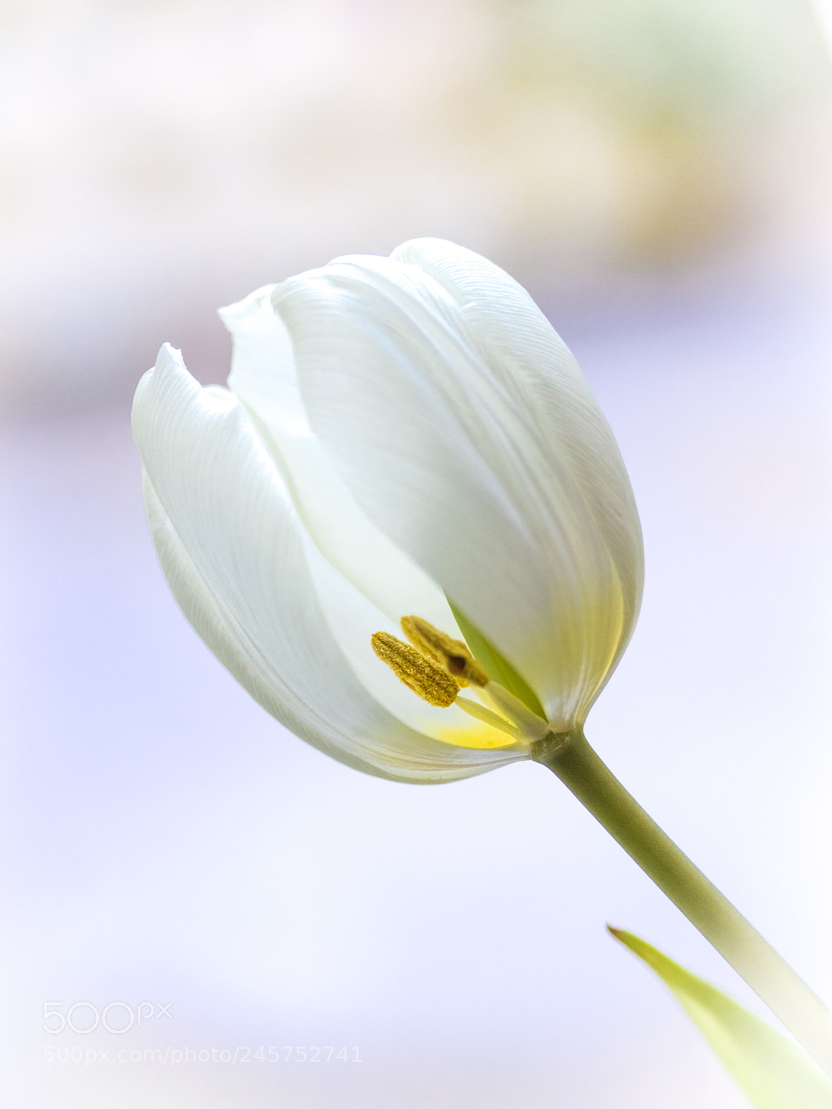 Canon EOS 700D (EOS Rebel T5i / EOS Kiss X7i) sample photo. Translucence photography
