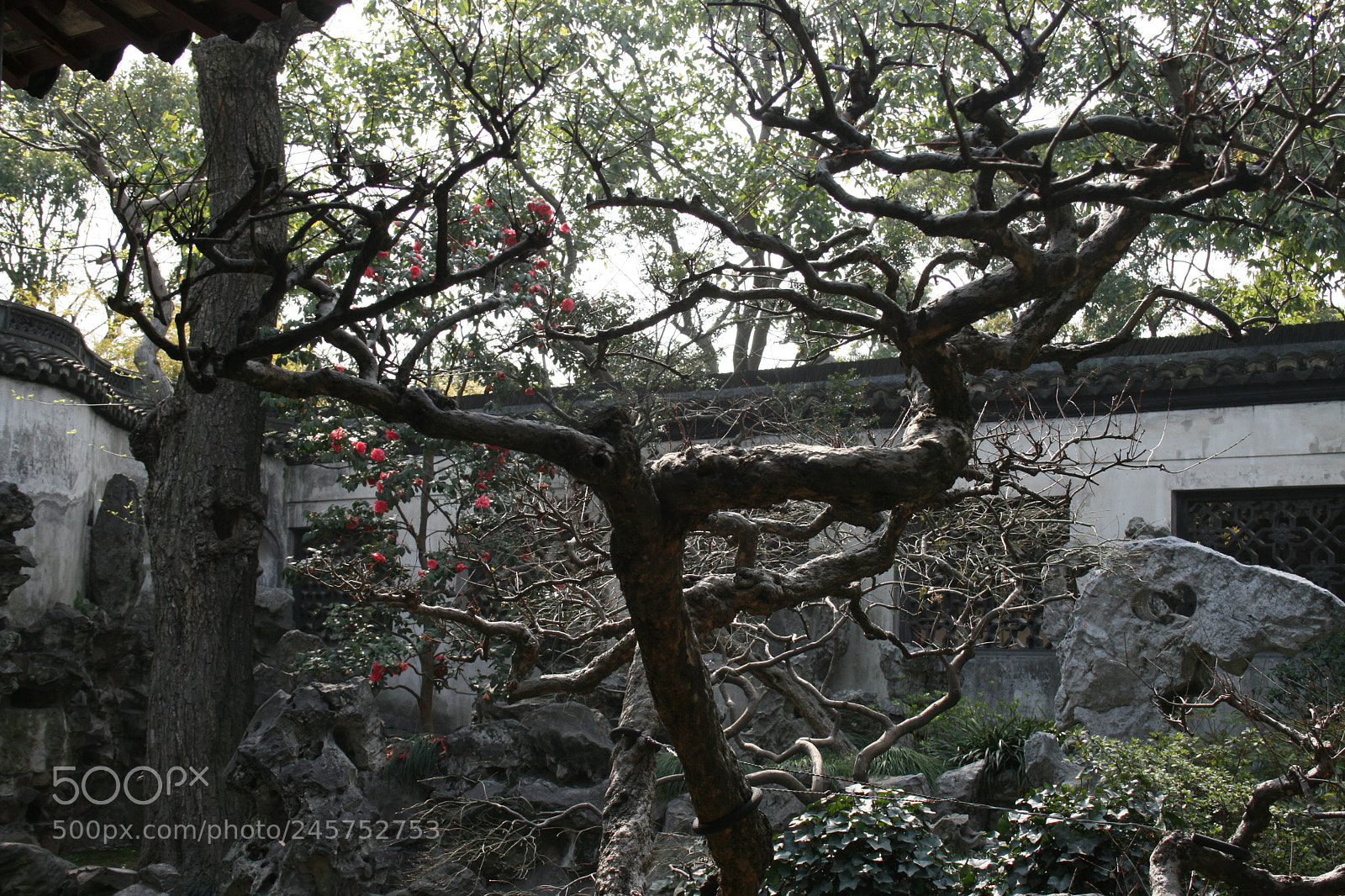 Canon EF-S 18-55mm F3.5-5.6 II sample photo. Cina photography