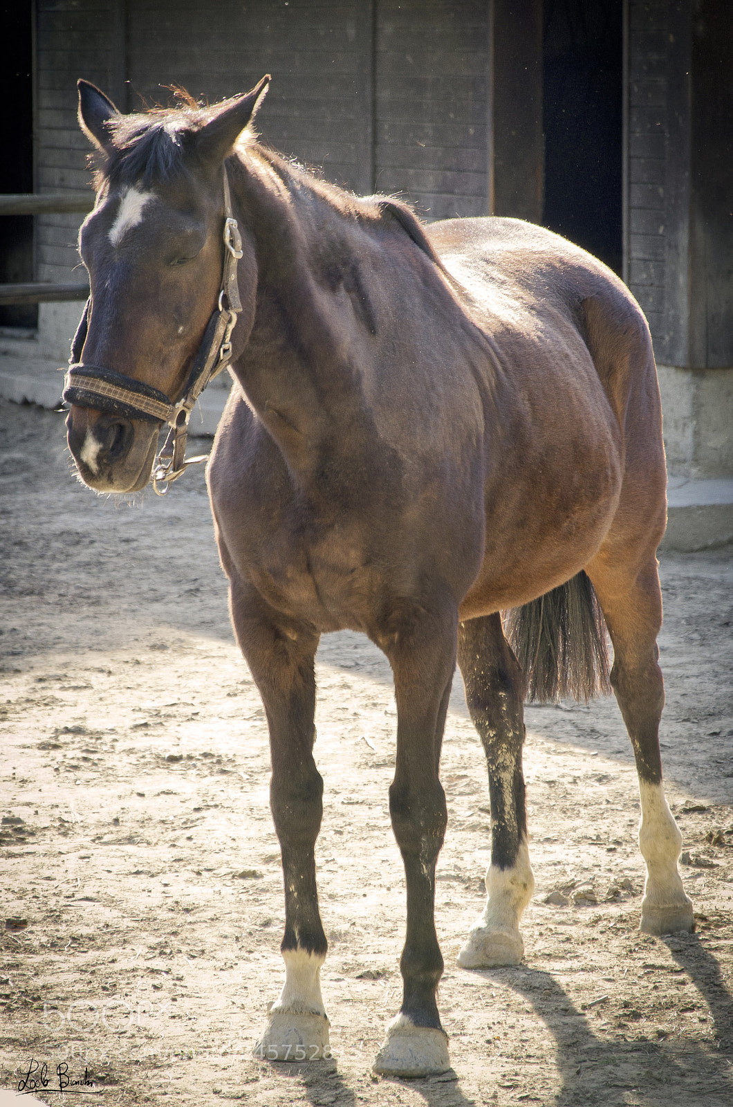 Nikon D5100 sample photo. Cavallo photography