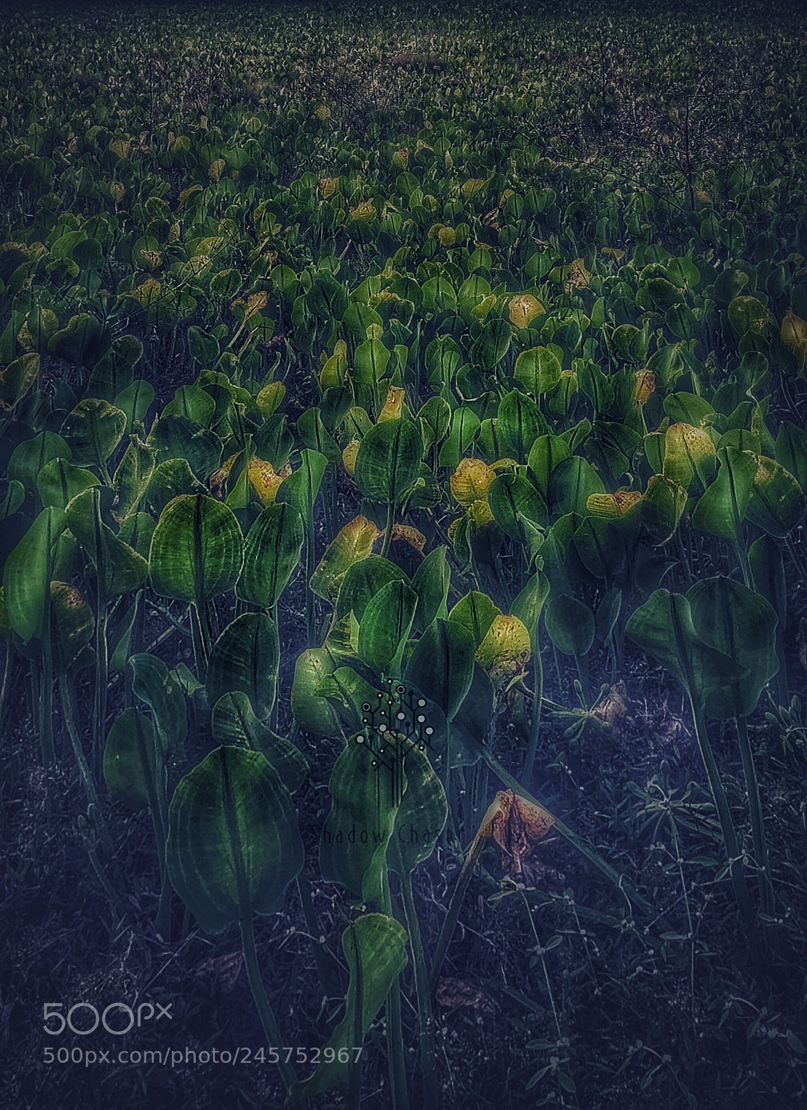 Apple iPhone X sample photo. Untitled photography