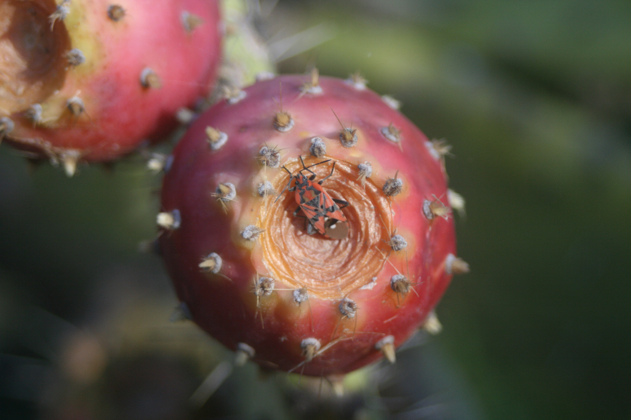 Canon EF 28-80mm f/3.5-5.6 sample photo. Immagine photography