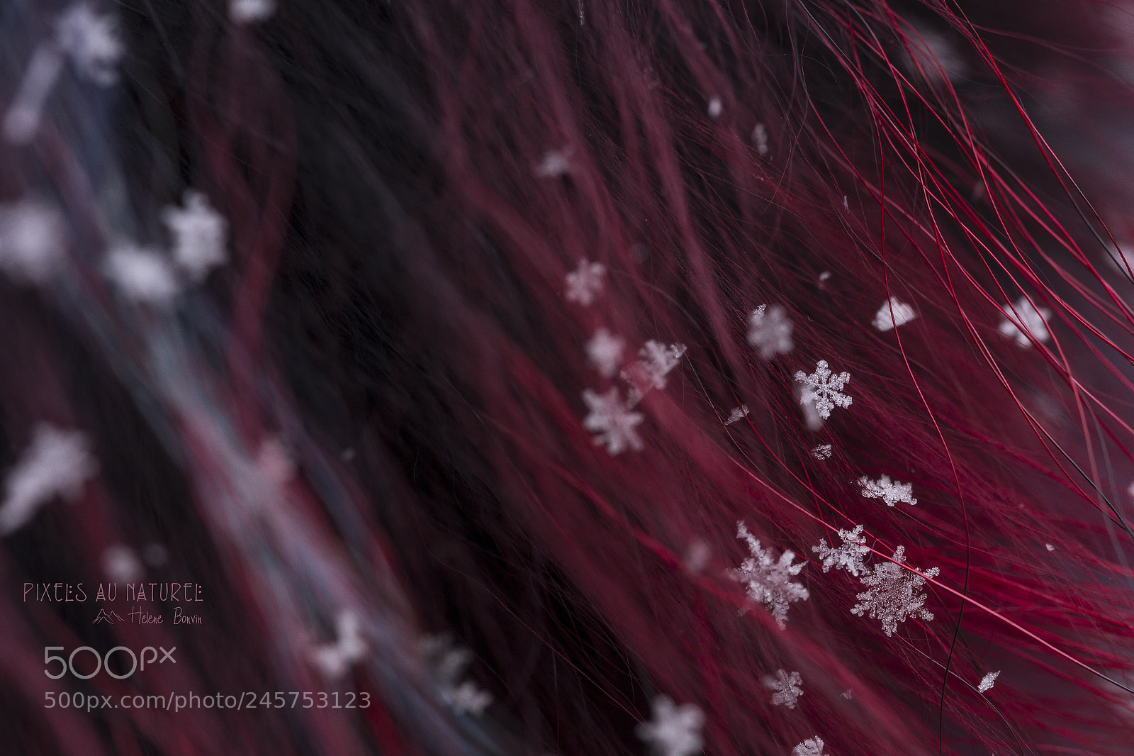 Canon EOS 600D (Rebel EOS T3i / EOS Kiss X5) sample photo. Snow crystal photography
