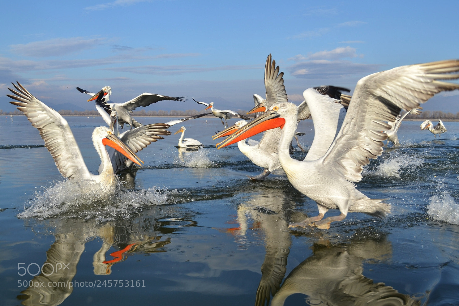 Nikon D3100 sample photo. Pelican meeting photography