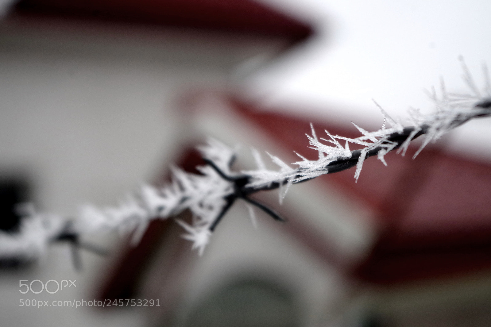 Pentax K-50 sample photo. Spikes of winter photography