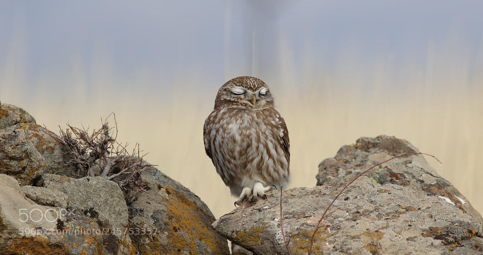 Canon EOS 7D Mark II sample photo. Littel owl photography