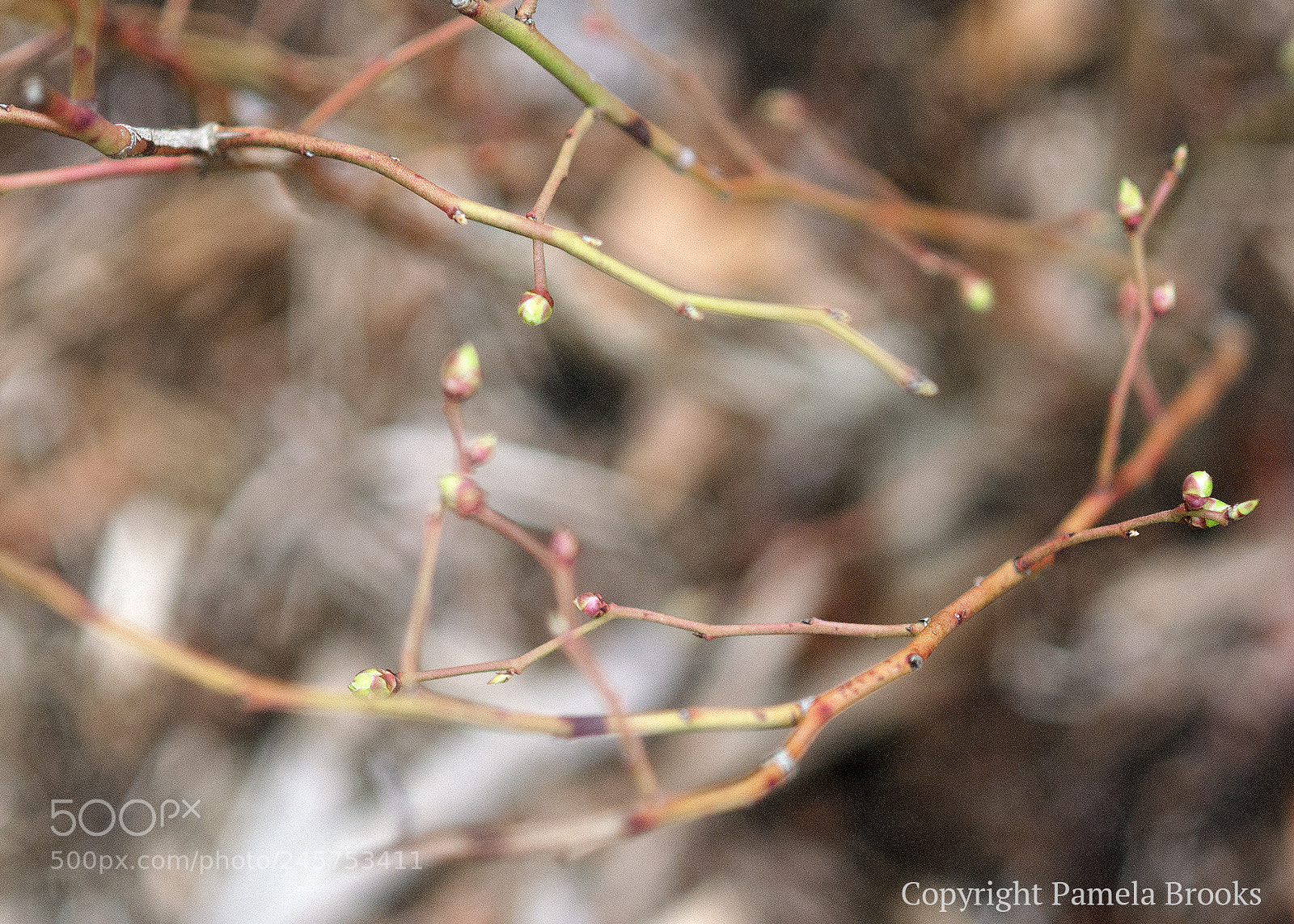 Nikon D90 sample photo. New growth photography