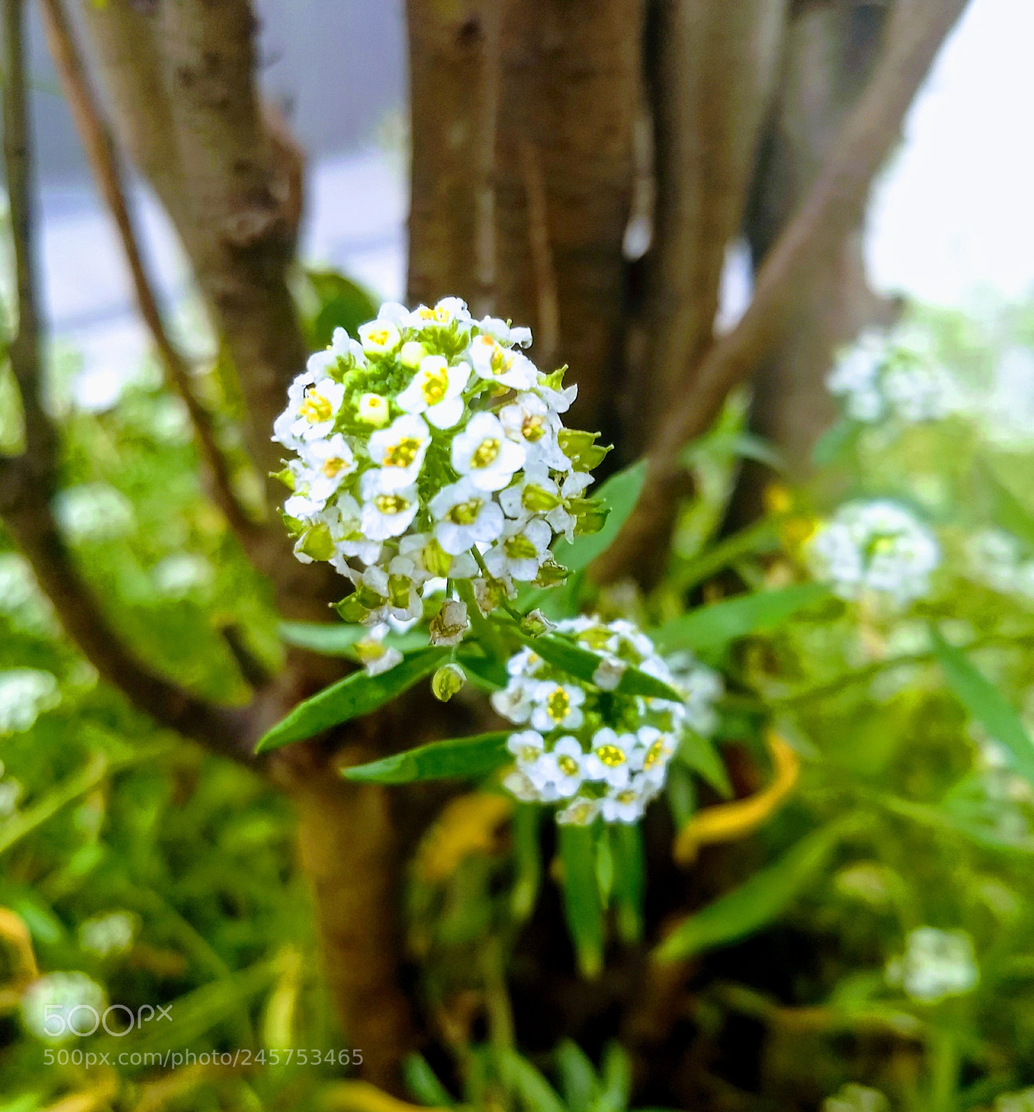 Motorola Moto G (5) Plus sample photo. Untitled photography
