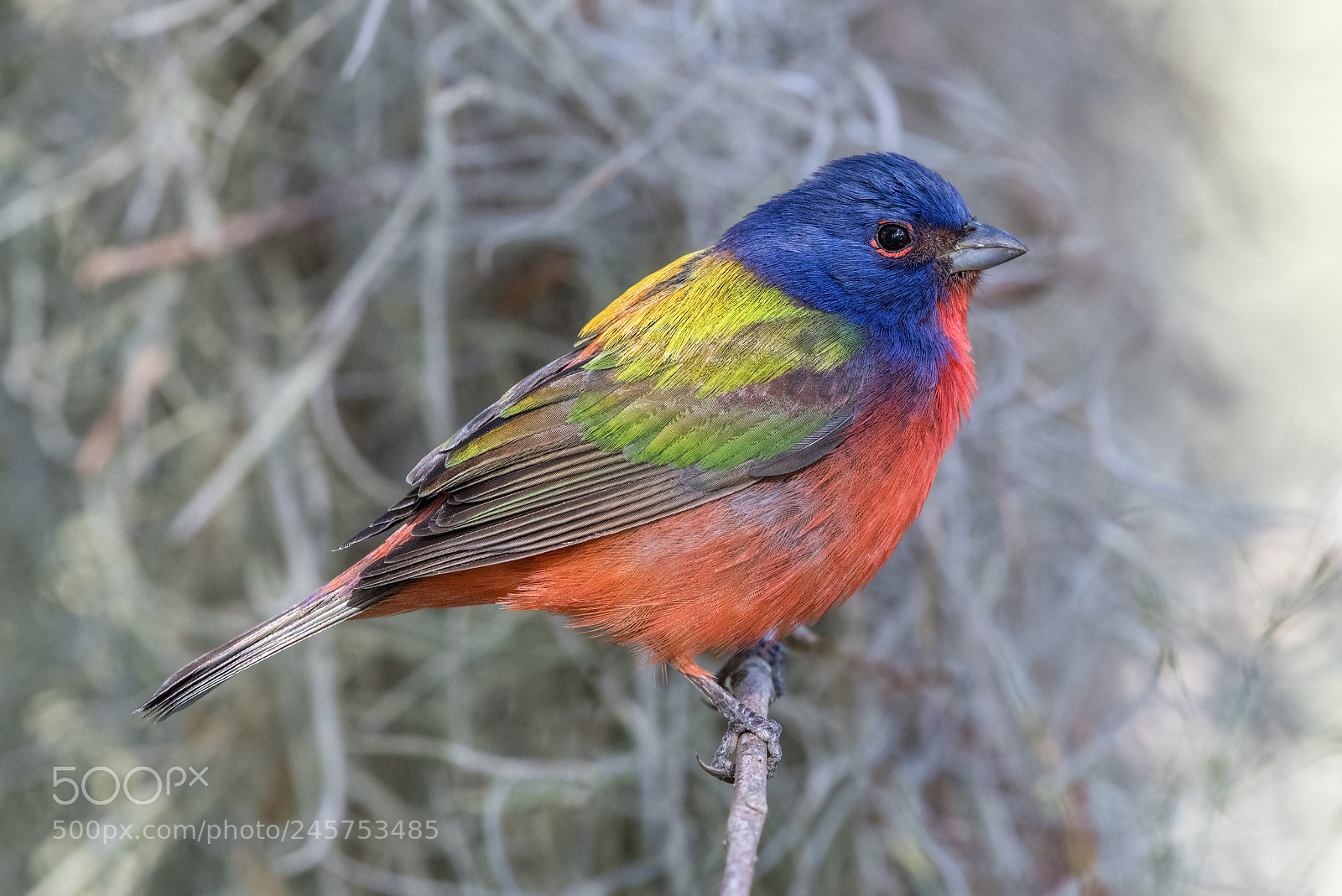 Nikon D850 sample photo. Painted bunting photography