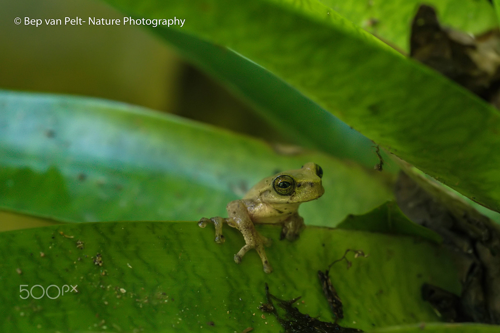 Nikon D500 + Sigma 50mm F2.8 EX DG Macro sample photo. Tropical frog in bromelia plays peekaboo photography