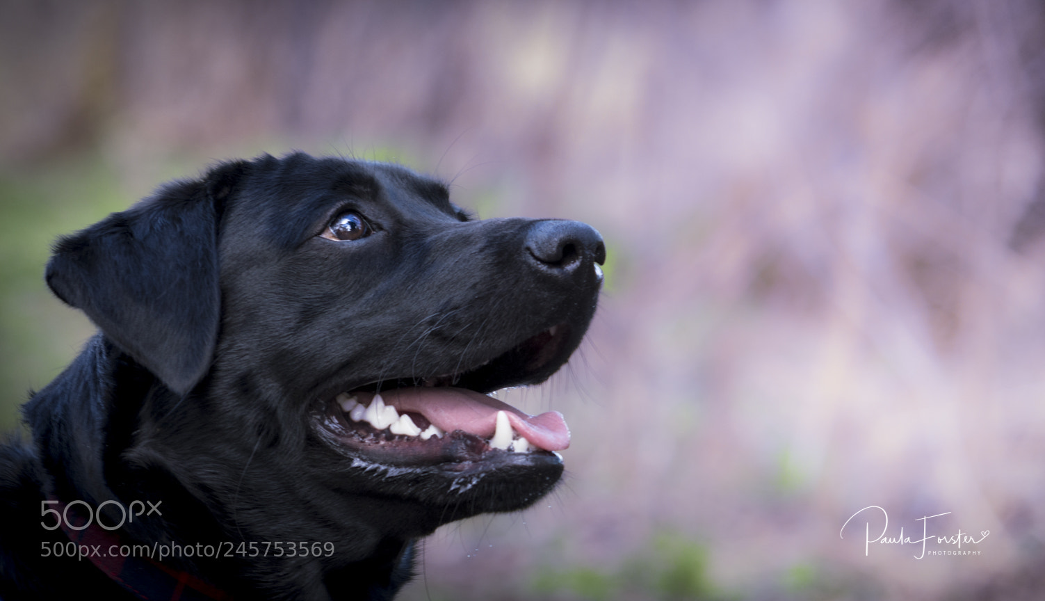 Nikon D7200 sample photo. The beauty within photography
