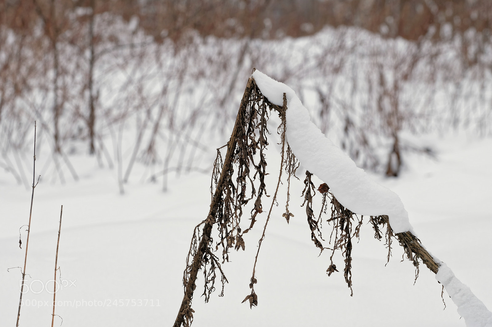 Fujifilm X-T2 sample photo. Snow photography