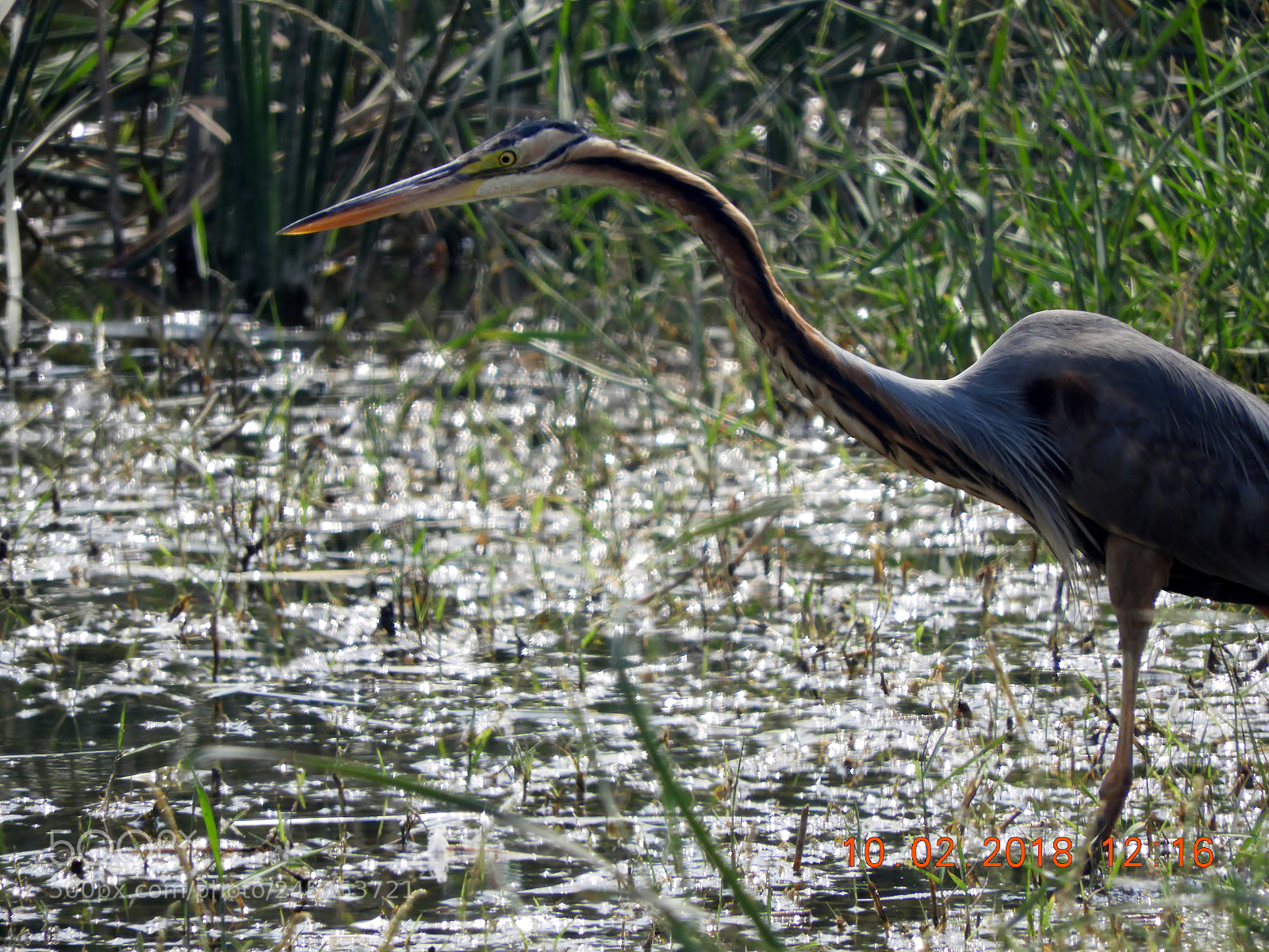 Nikon Coolpix B700 sample photo. Heron photography