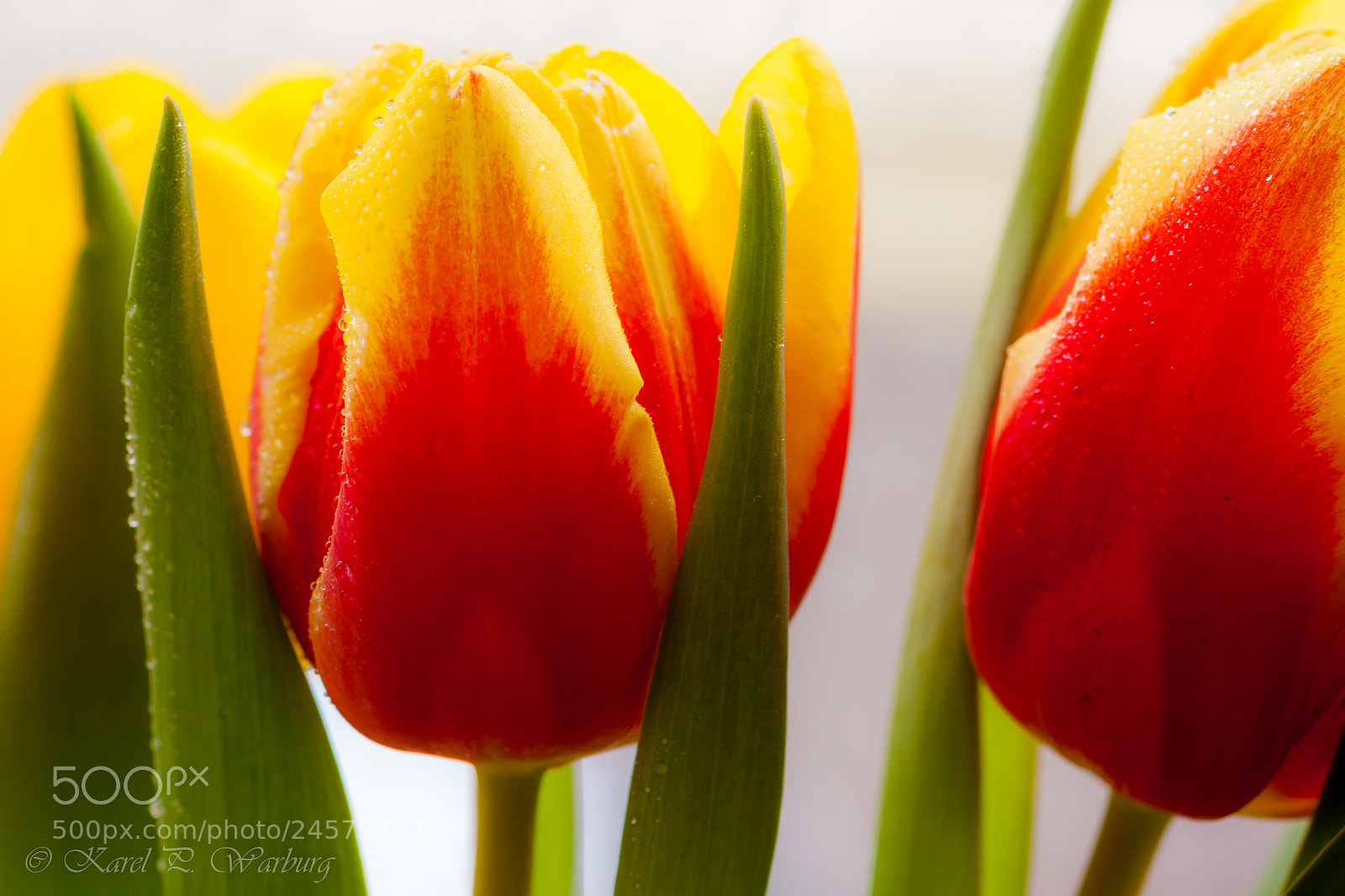 Canon EOS 50D sample photo. Tulips from holland. photography