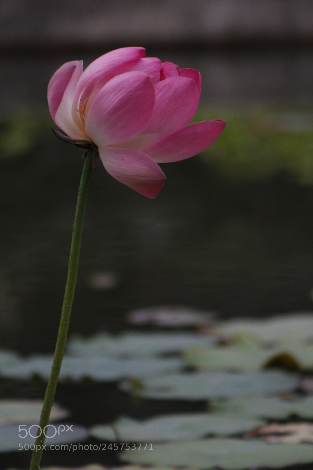Canon EOS 1200D (EOS Rebel T5 / EOS Kiss X70 / EOS Hi) sample photo. Beauty photography