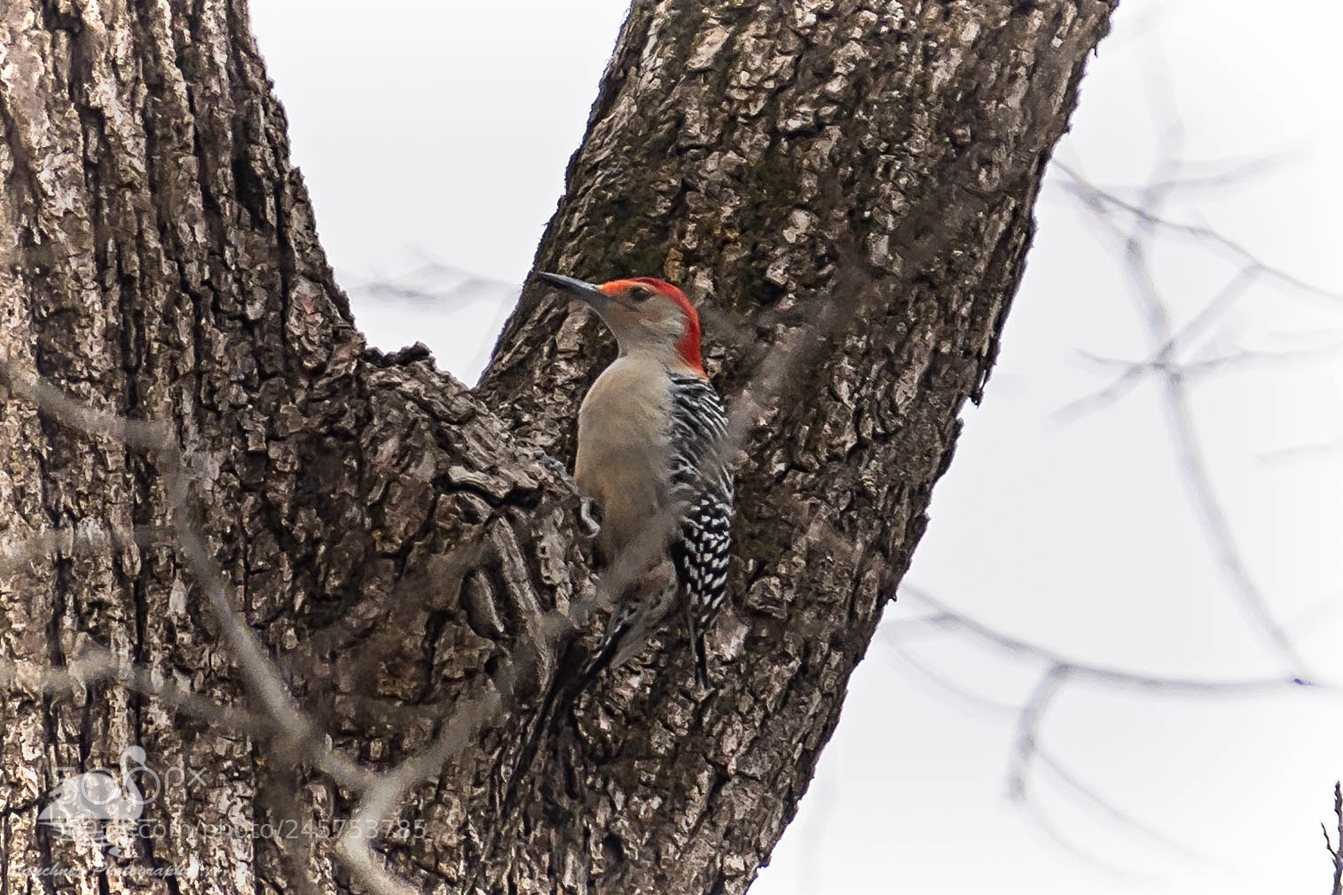 Nikon D5200 sample photo. Red-bellied woodpecker photography