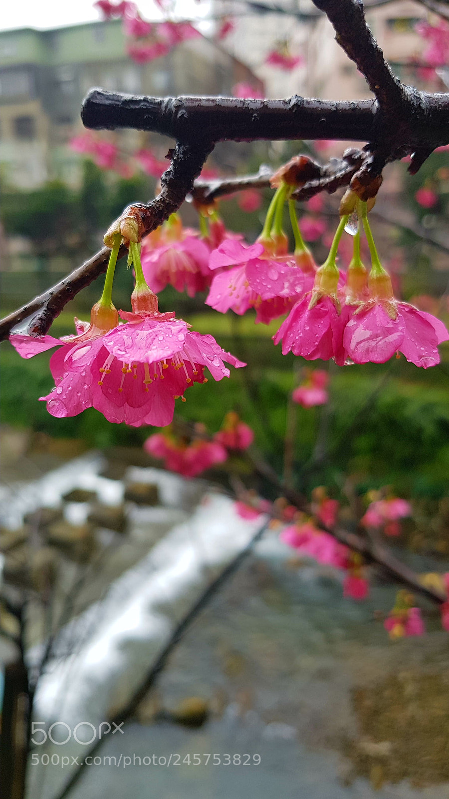 Samsung Galaxy S8+ sample photo. Sakura photography