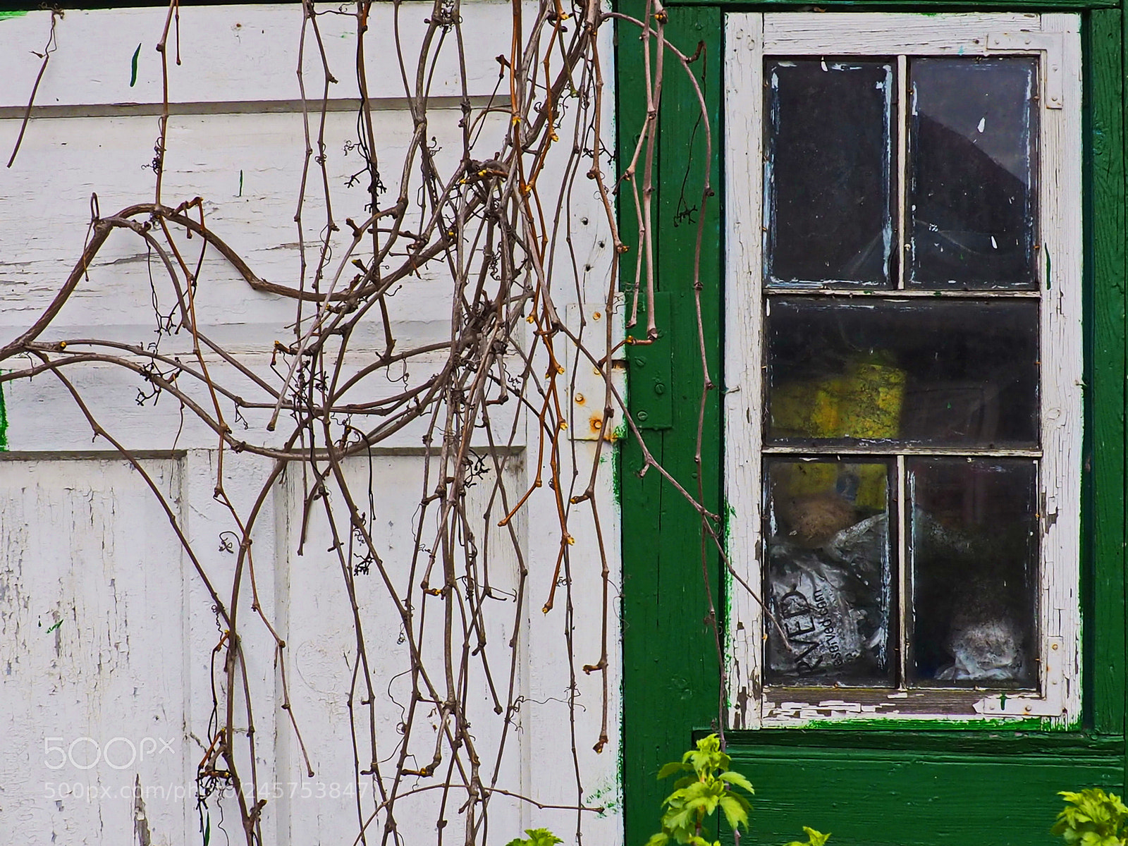 Olympus OM-D E-M10 II sample photo. Green house. white window photography