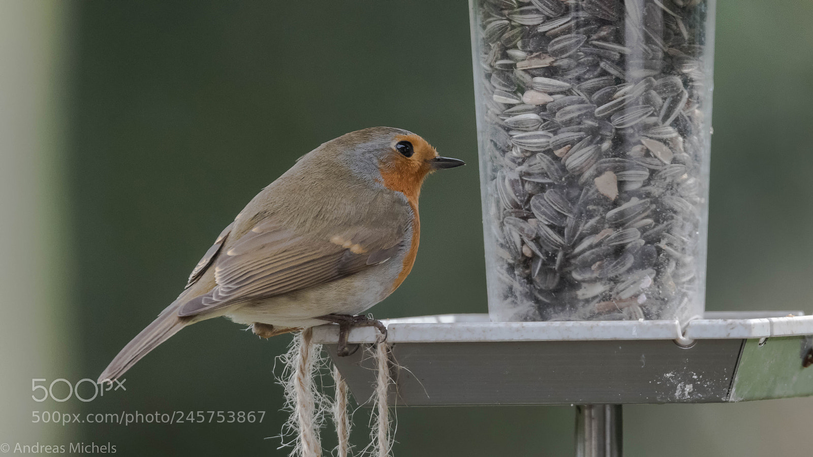 Nikon D850 sample photo. Robin. photography