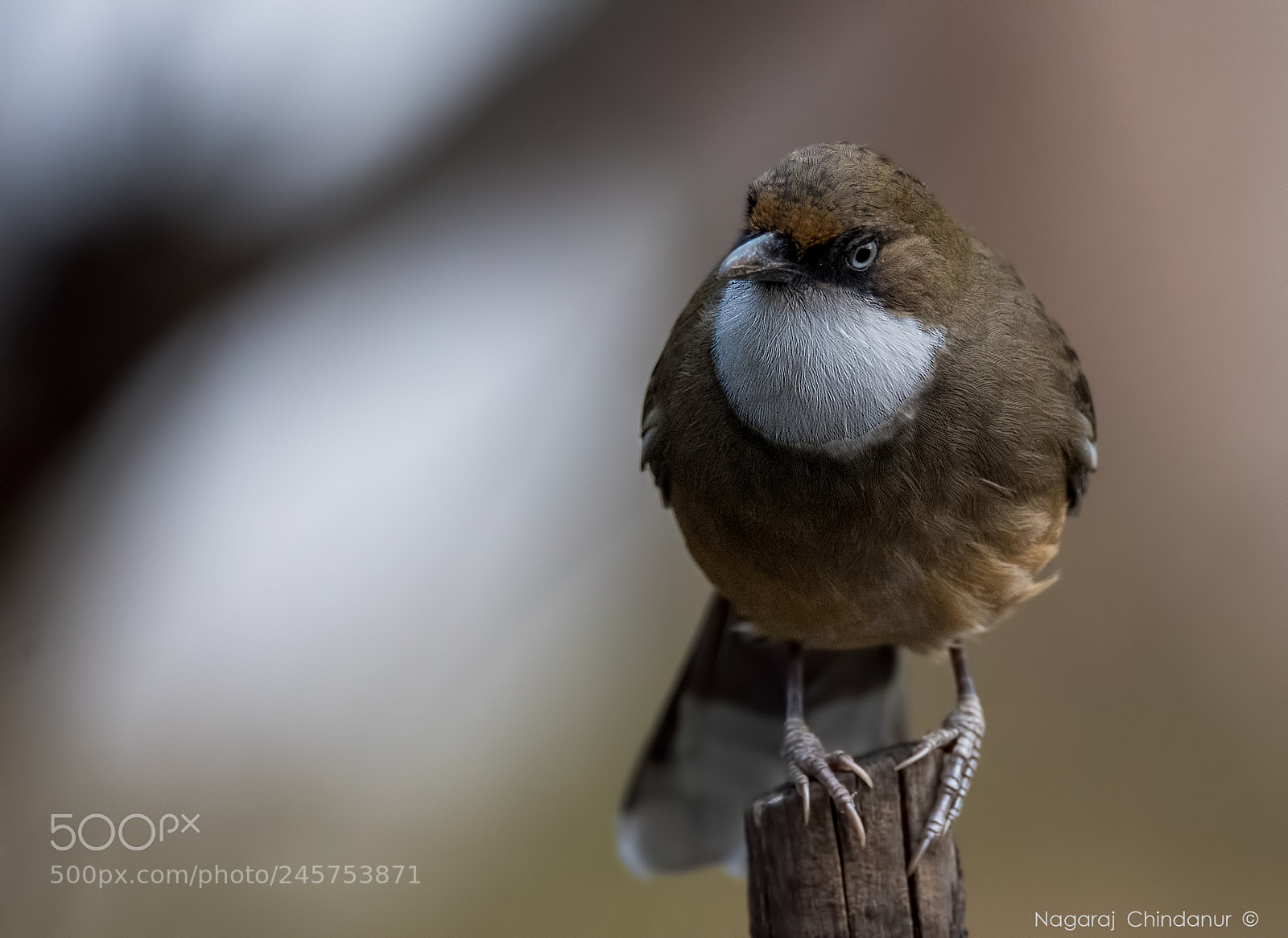 Nikon D5 sample photo. White throated laughingthrush photography