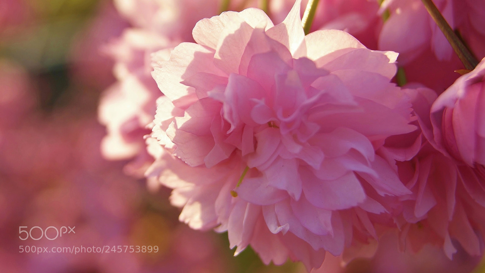 Sony Alpha DSLR-A380 sample photo. Sunset cherry blossom memory photography