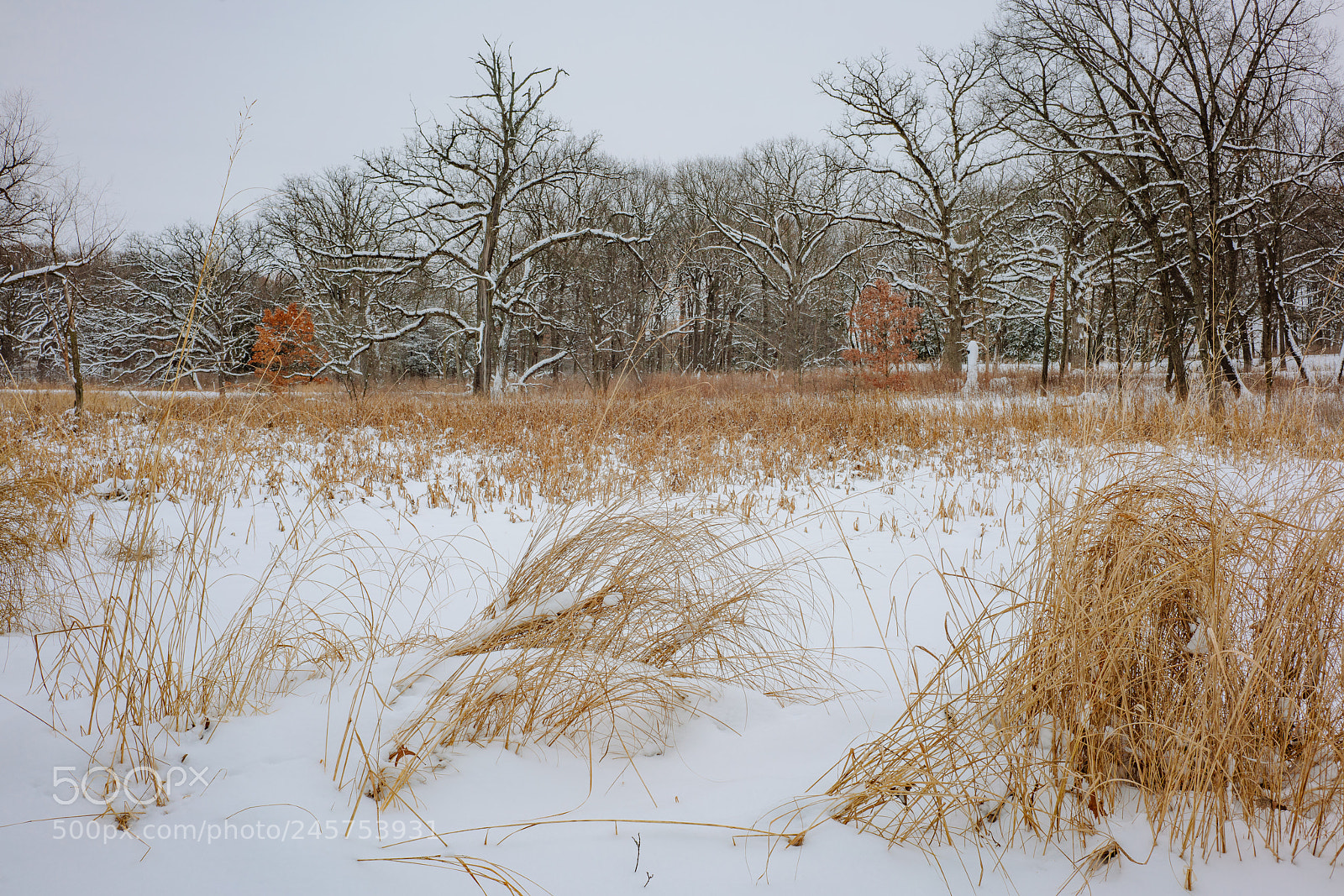 Sony a7R II sample photo. _dsc6949.jpg photography