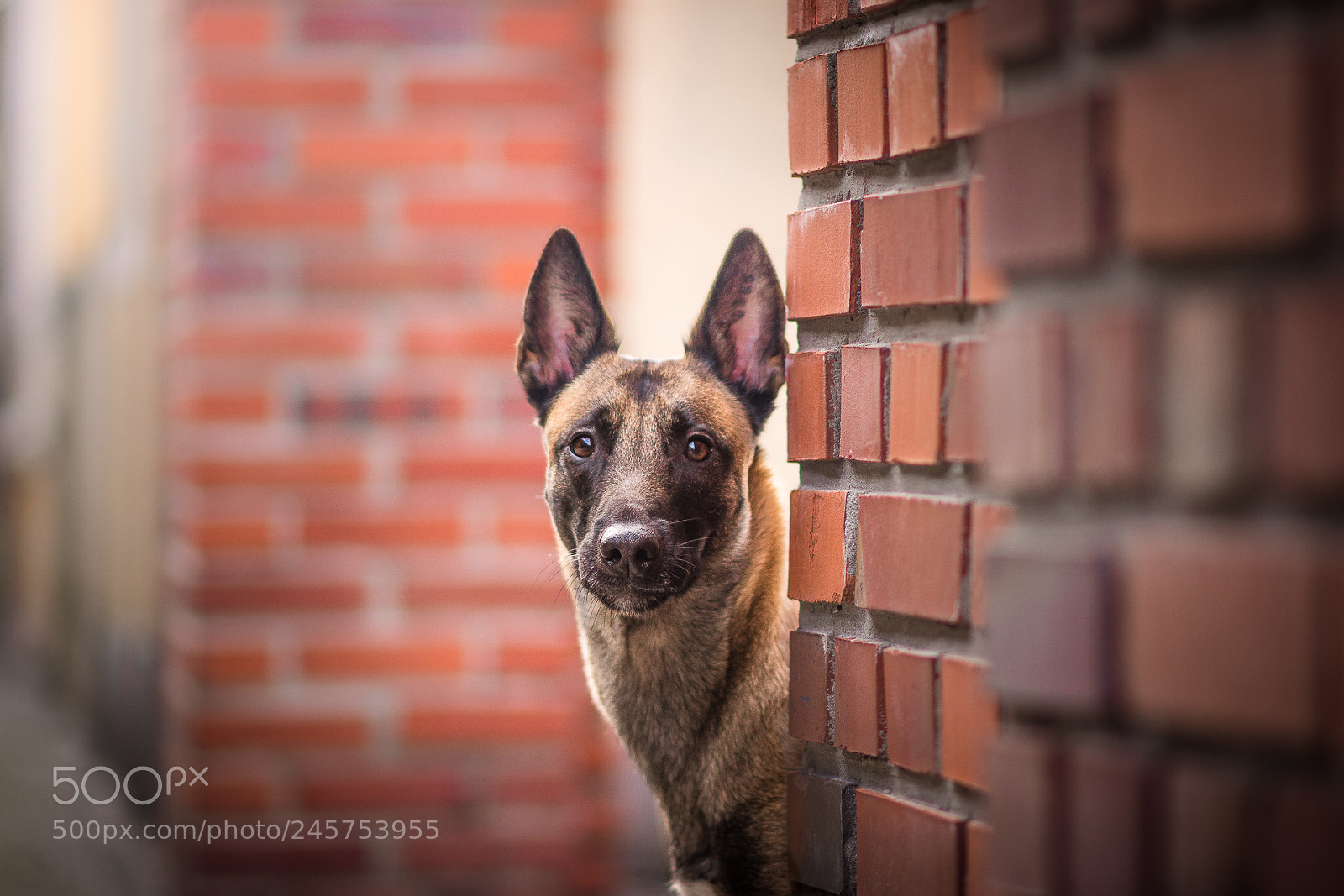 Nikon D7100 sample photo. Dynia photography