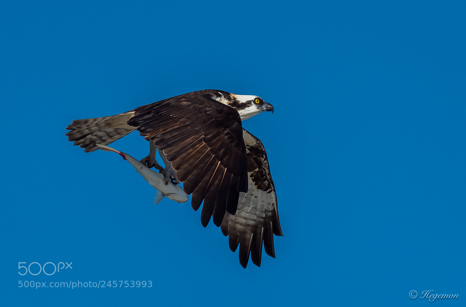 Nikon D500 sample photo. D5b_3070-2.jpg photography