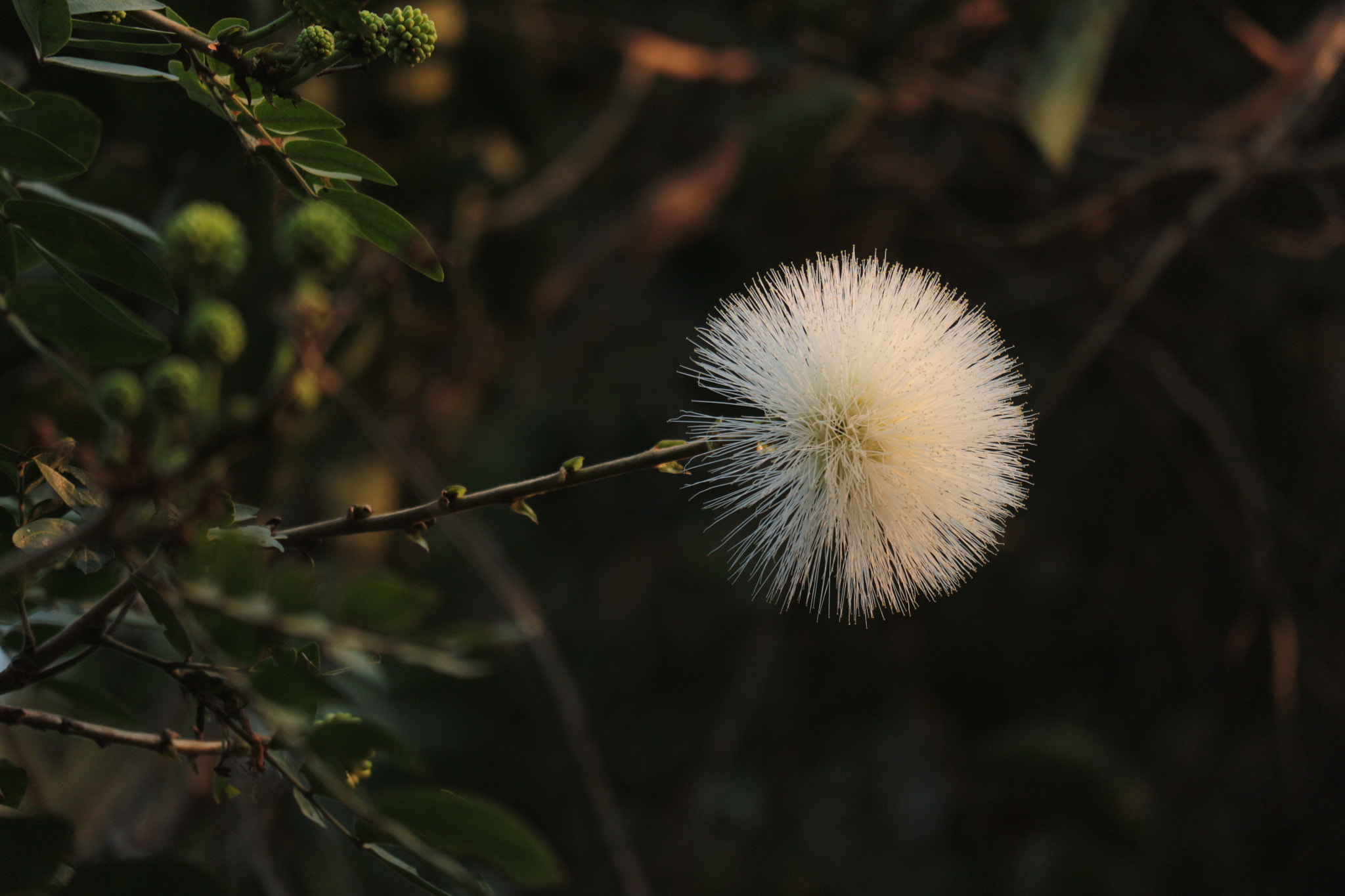 Canon EOS M10 + Canon EF-M 55-200mm F4.5-6.3 IS STM sample photo. White flower - mimosa photography