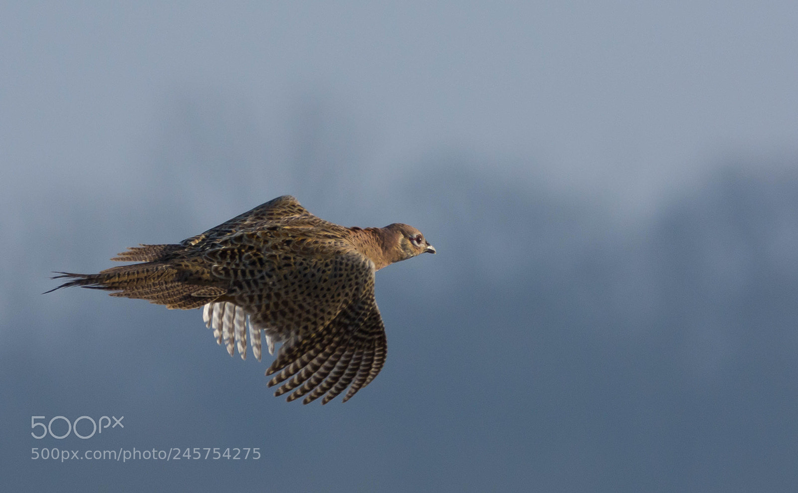 Nikon D7100 sample photo. Phasianus colchicus photography