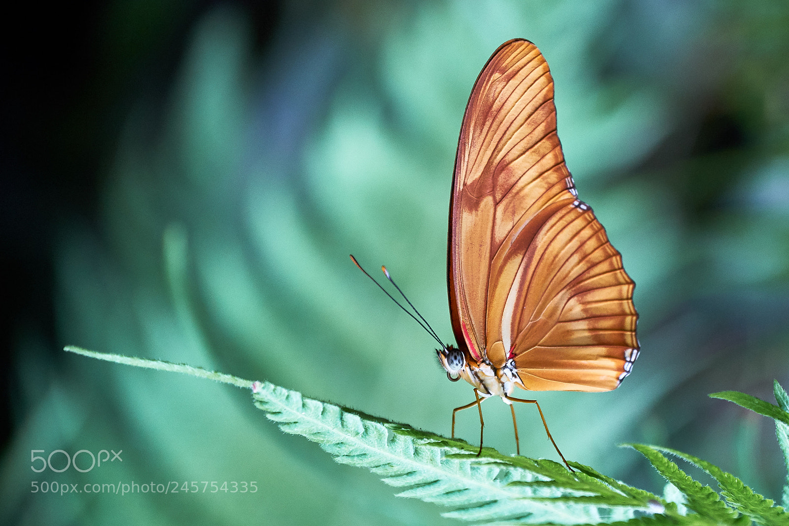 Sony a7 II sample photo. * secret golden butterfly * photography