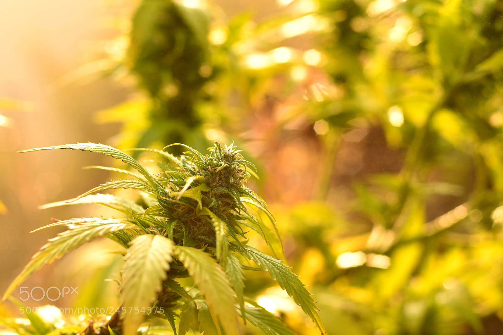 Nikon D500 sample photo. Cannabis bud, lit by photography