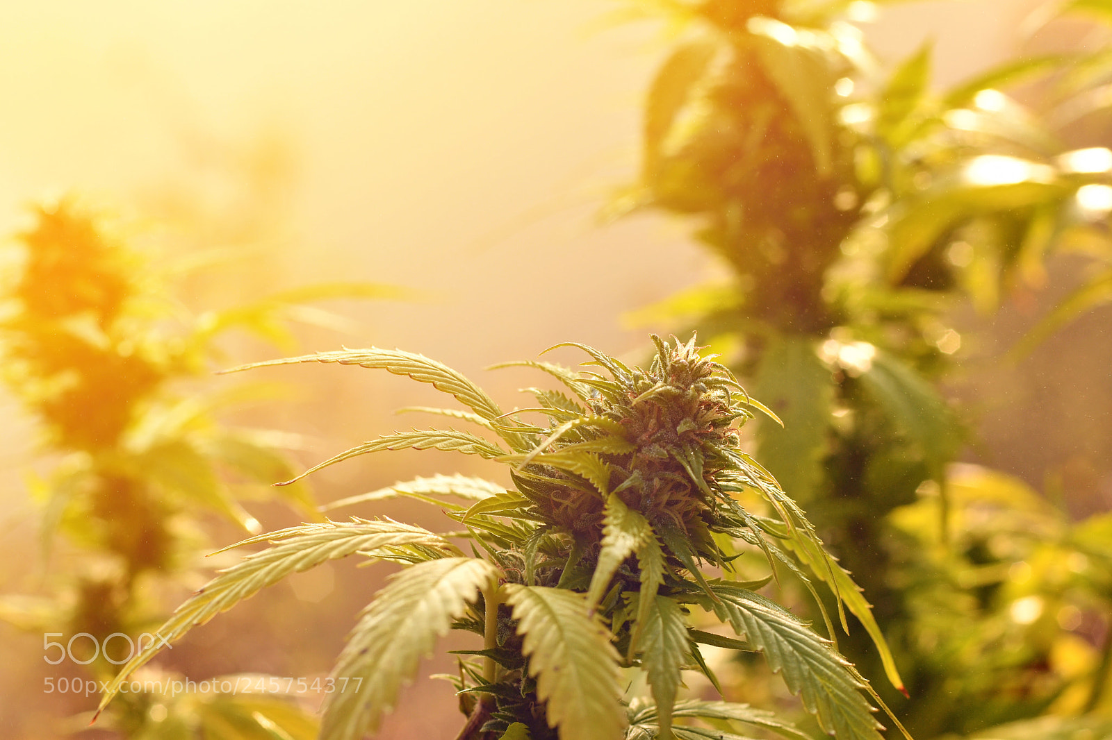 Nikon D500 sample photo. Cannabis plant growing outdoors photography