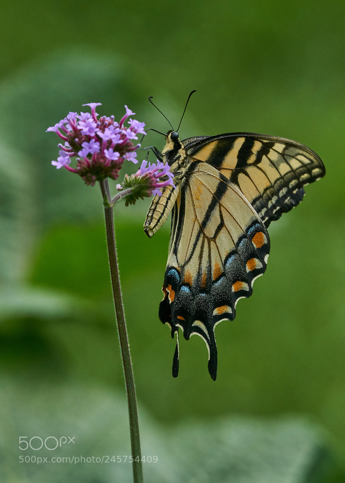 Sony a6000 sample photo. Eastern tiger swallowtail photography