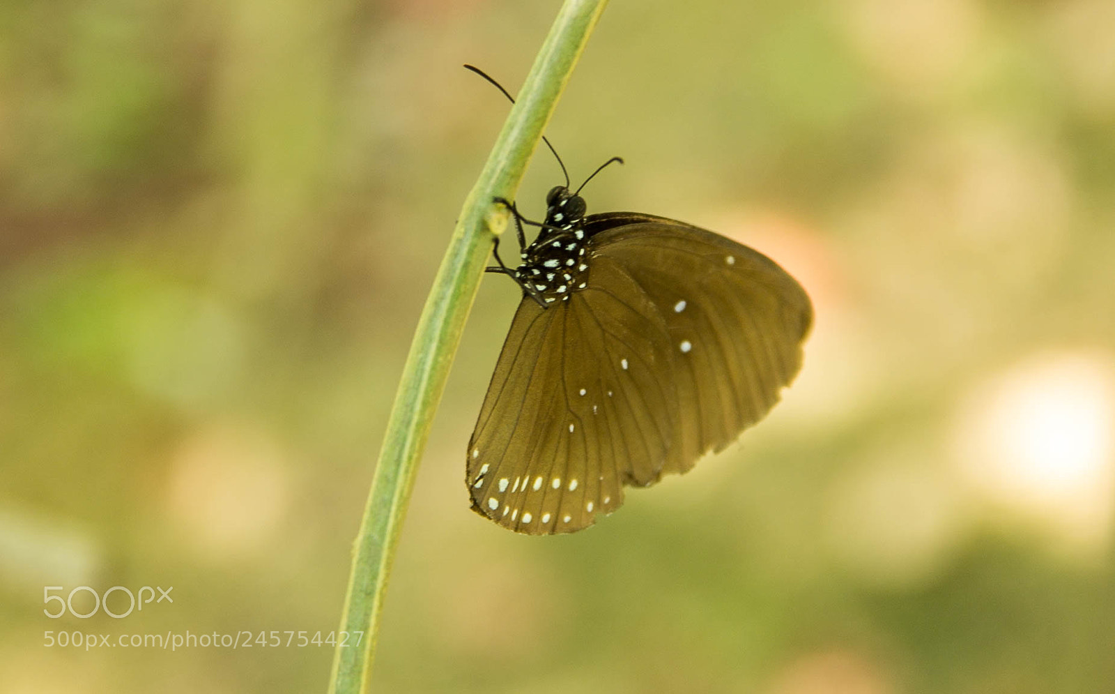 Canon EOS 60D sample photo. Butterfly photography