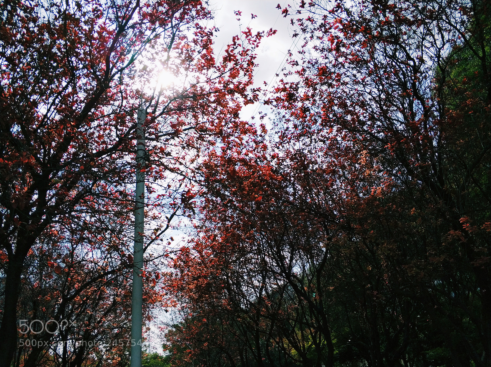 Xiaomi MI6 sample photo. Untitled photography