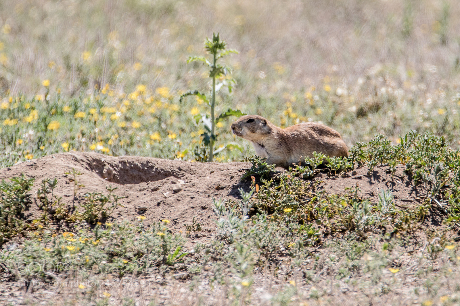 Canon EOS 7D Mark II sample photo. Prairie dog keeping an photography