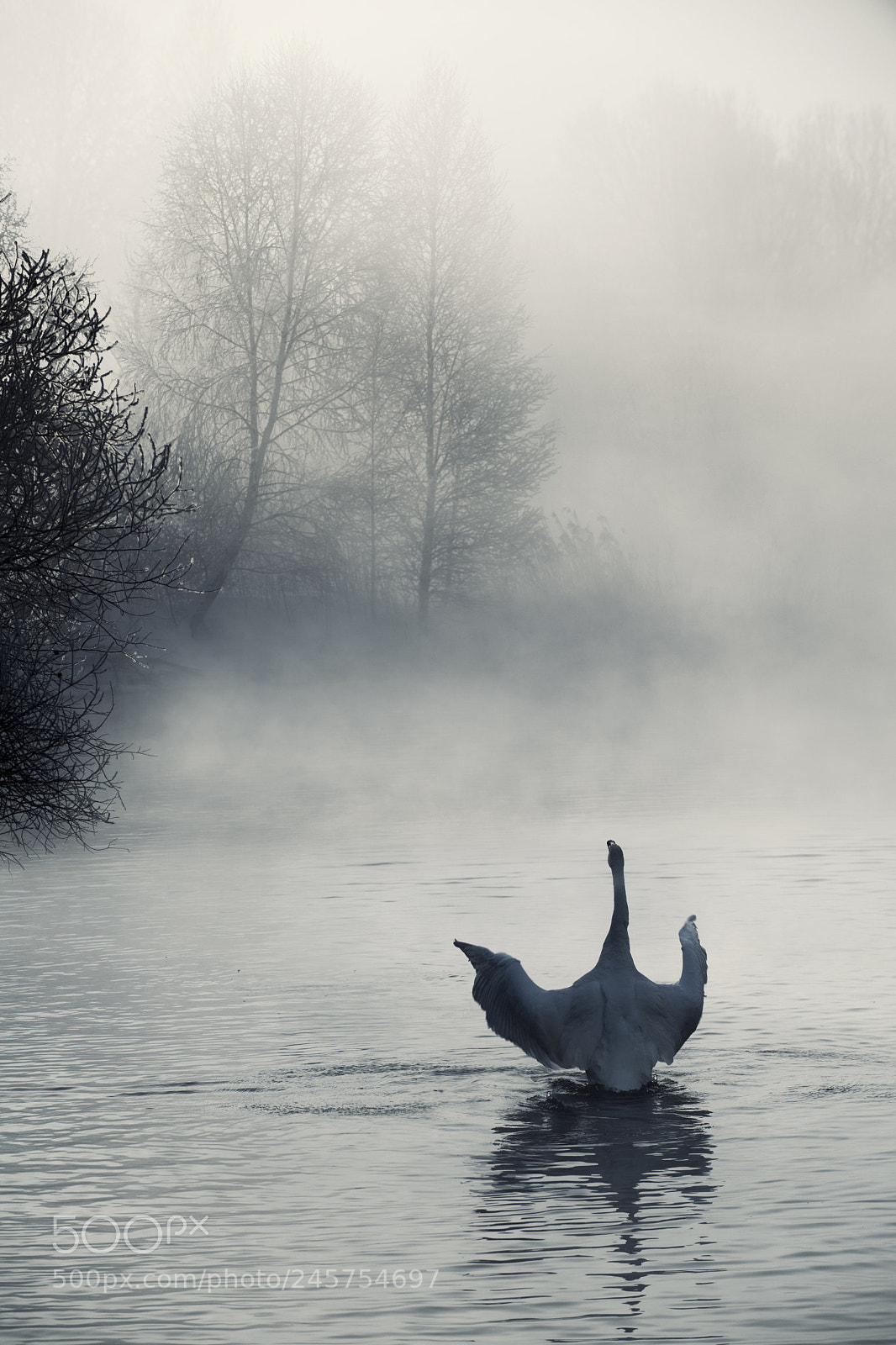 Nikon D5 sample photo. Swan lake photography