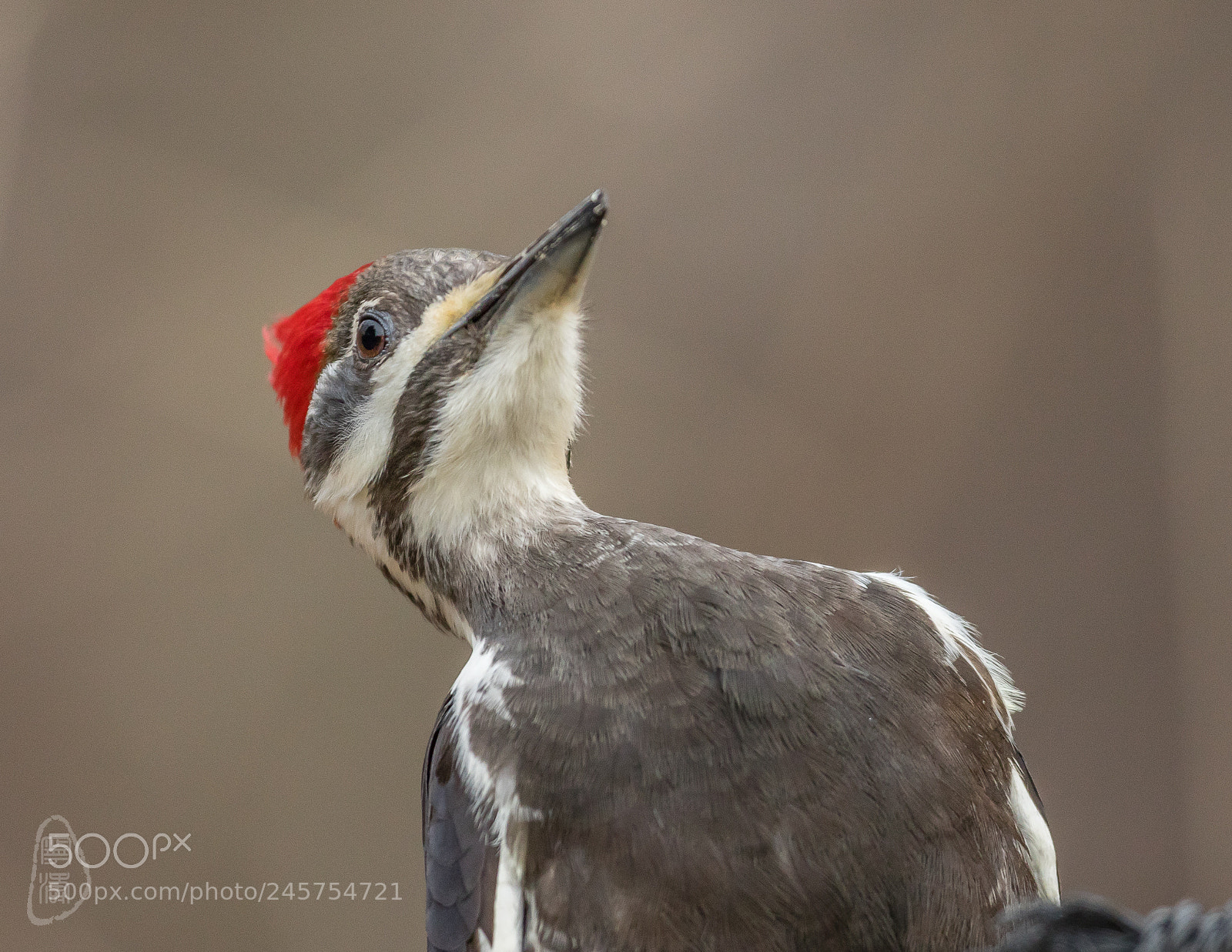 Canon EOS 7D Mark II sample photo. A woodpecker photography