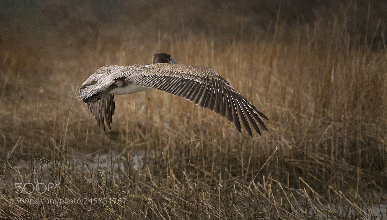 Sony a7R III sample photo. Brown pelican in flight photography