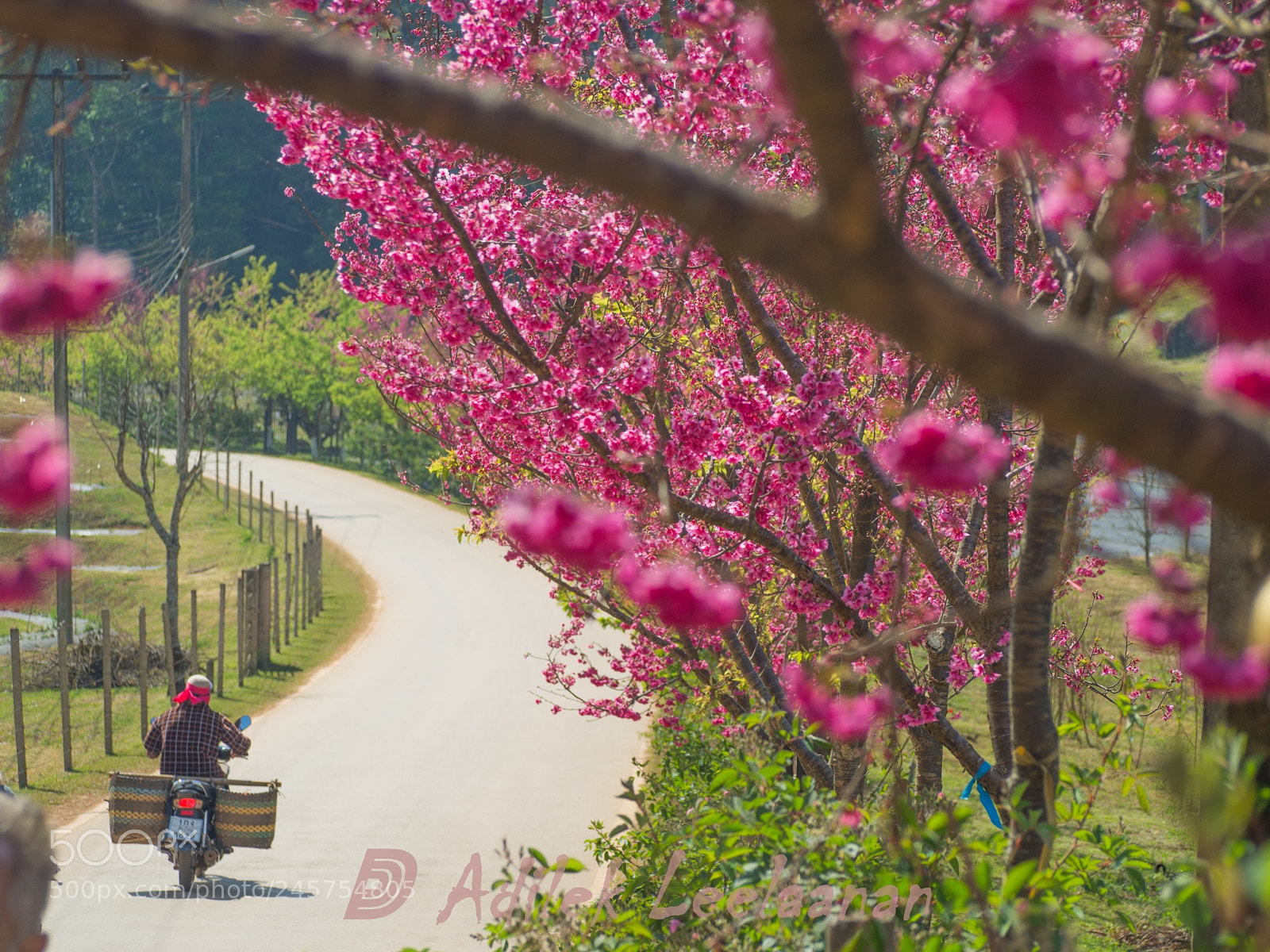 Olympus OM-D E-M10 II sample photo. Sakura of thailand photography