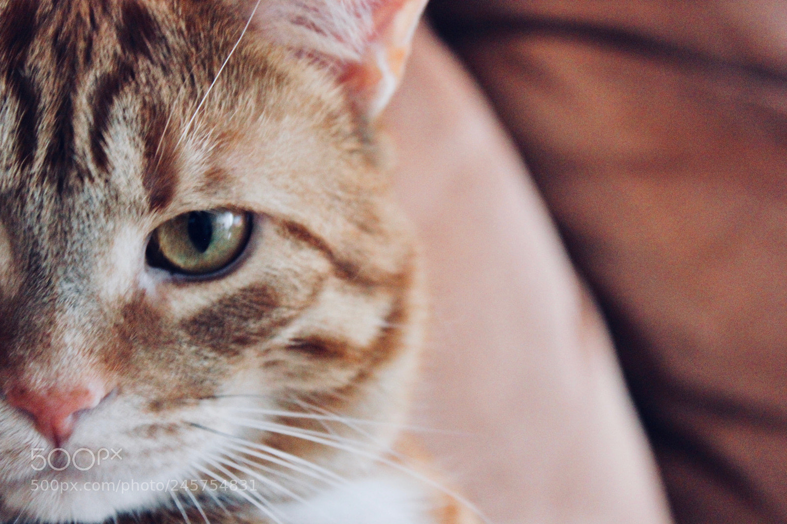 Canon EOS 550D (EOS Rebel T2i / EOS Kiss X4) sample photo. Eye of the tiger photography