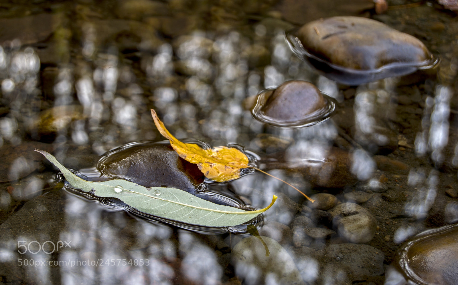 Nikon D3200 sample photo. Leaves on the water photography