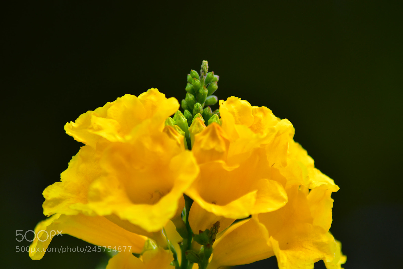 Nikon D5600 sample photo. Yellow flower photography