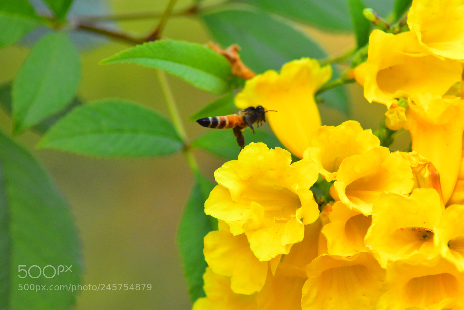 Nikon D5600 sample photo. Bee on flower photography
