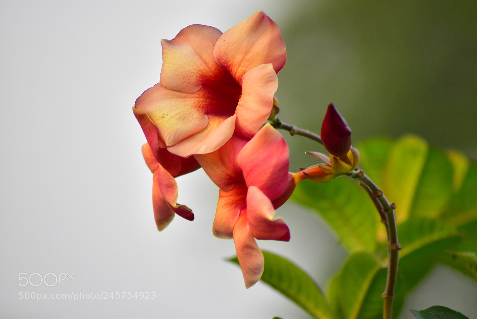 Nikon D5600 sample photo. Red flower photography