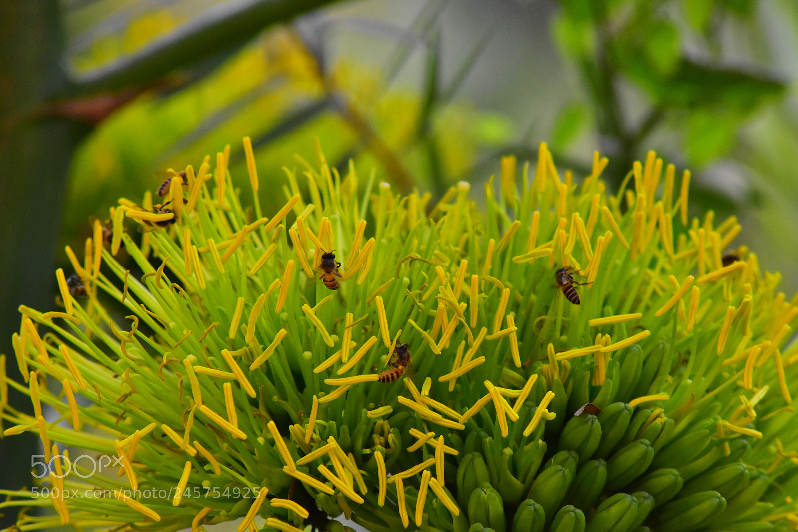 Nikon D5600 sample photo. Flower photography