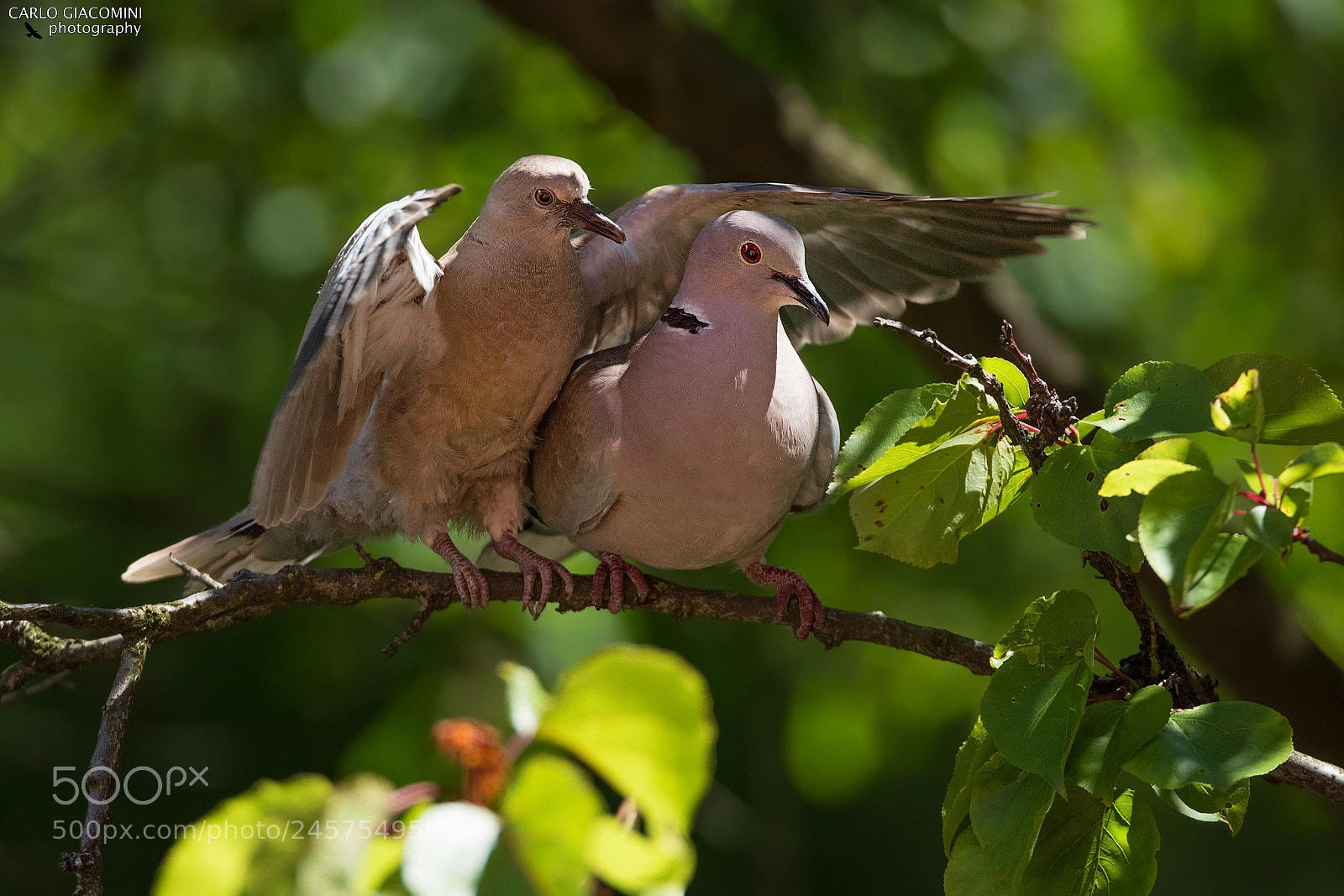Nikon D810 sample photo. I protect you photography